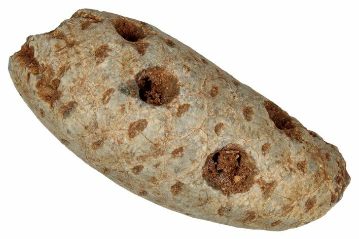 Fossil Cycadophyte Seed Cone - Boujdour, Morocco #349099
